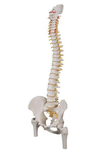 Human Spine Model with Femur Heads - Classic Flexible
